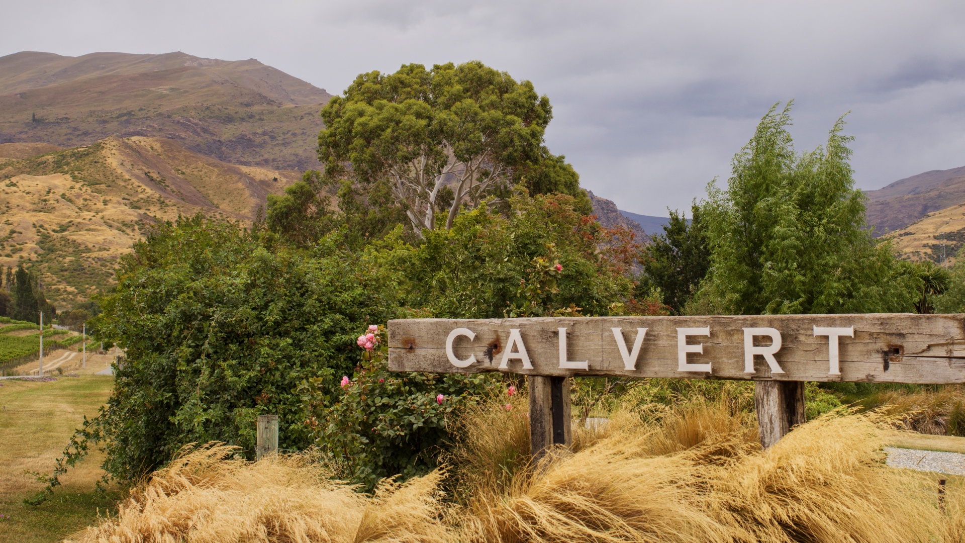Calvert Vineyard, Bannockburn