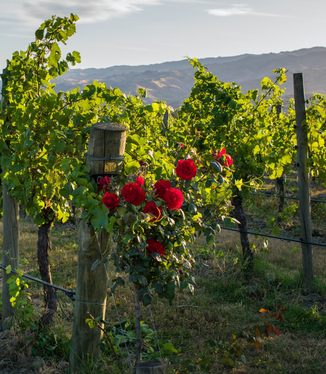 Red roses at the end of a vine row, mountains and lush canopy behind