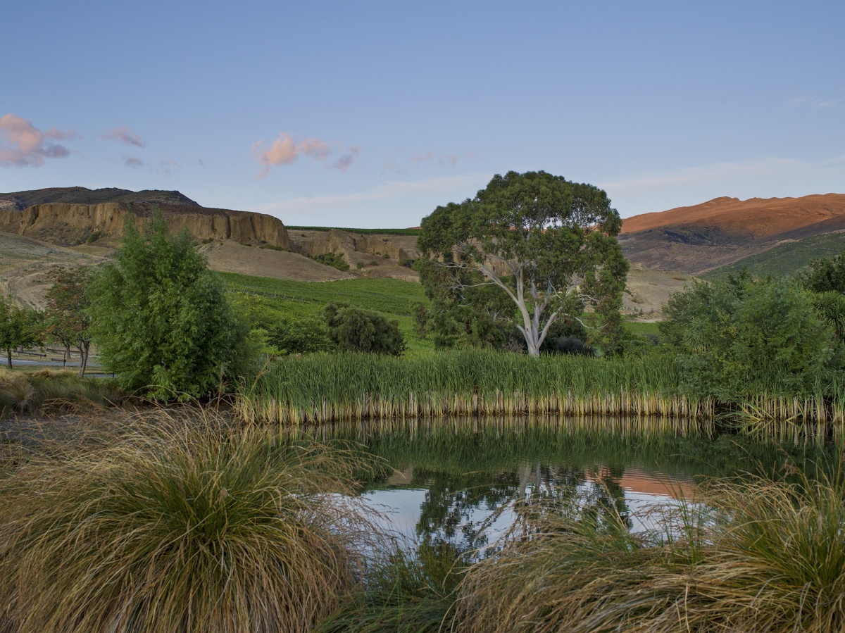 Still pond with reeds and a white gum tree, schist cliffs in the background at golden hour