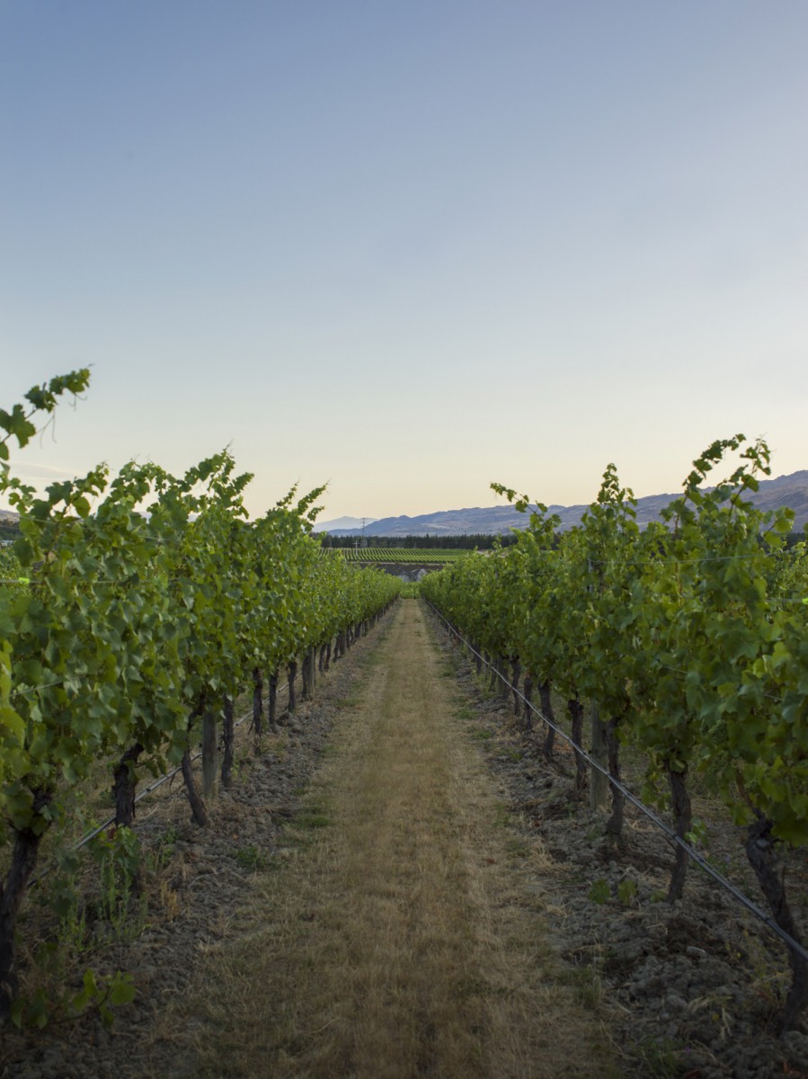 Among the Vines — Calvert Vineyard event space