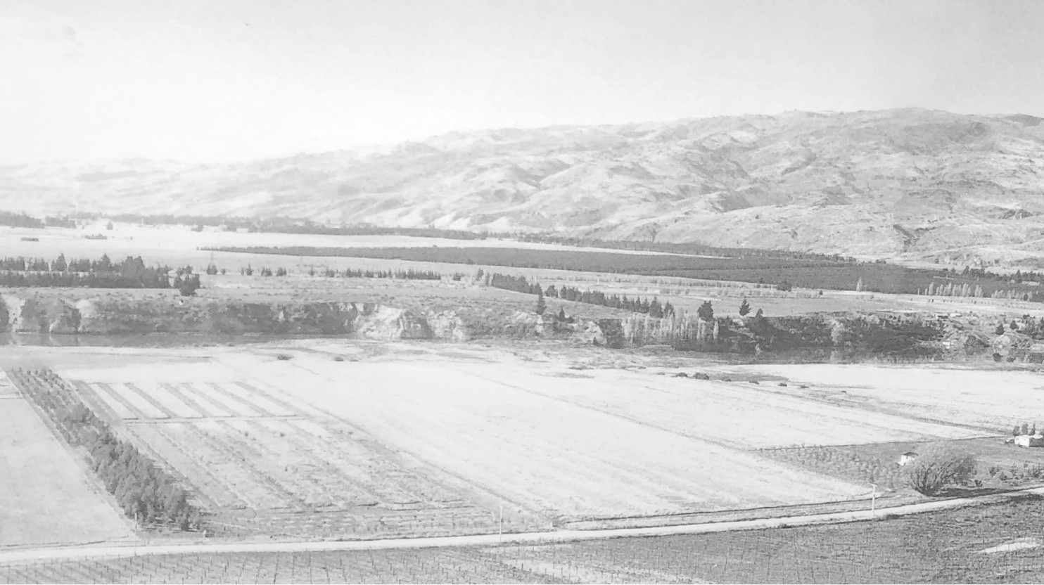 Felton Road land in 1989 — bare schist before planting