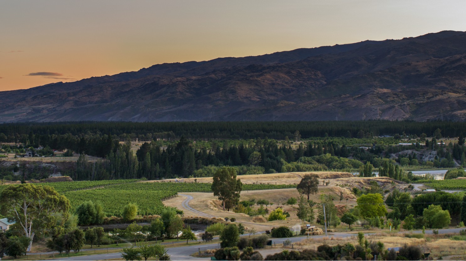 Calvert Vineyard rows in full canopy, 2020