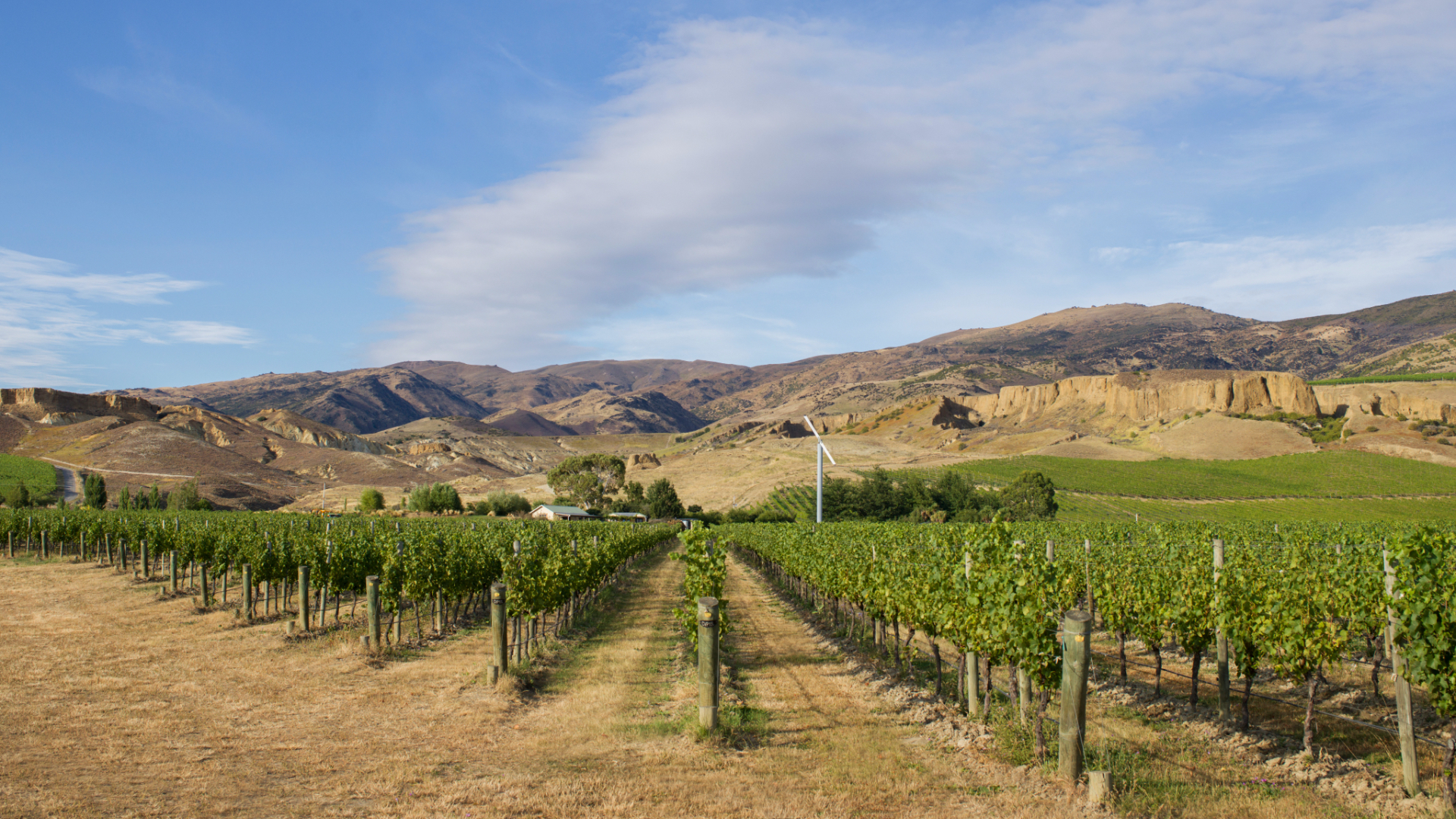 Calvert Vineyard